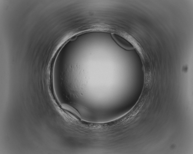 X0000096161099200801181219