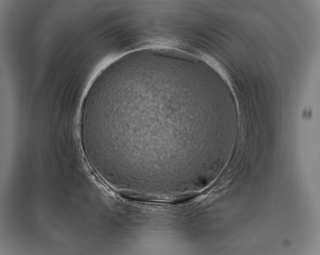 X0000096161104200801181219