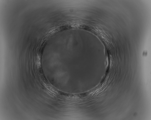 X0000096161106200801181219