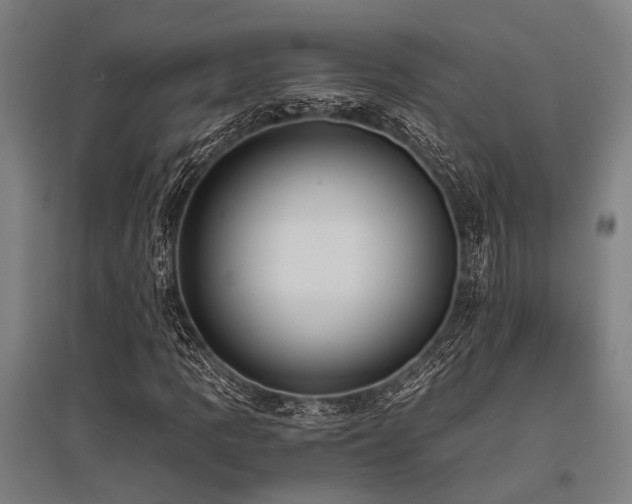 X0000096161109200801181219