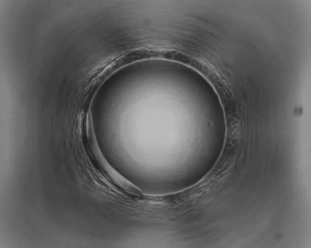 X0000096161110200801181219