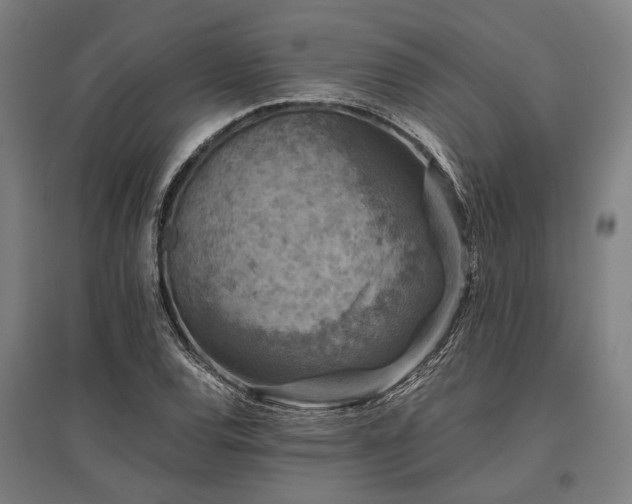 X0000096161120200801181219