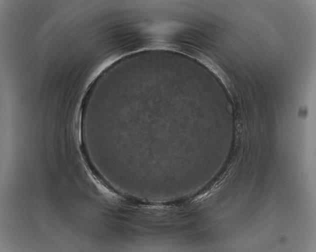X0000096161127200801181219