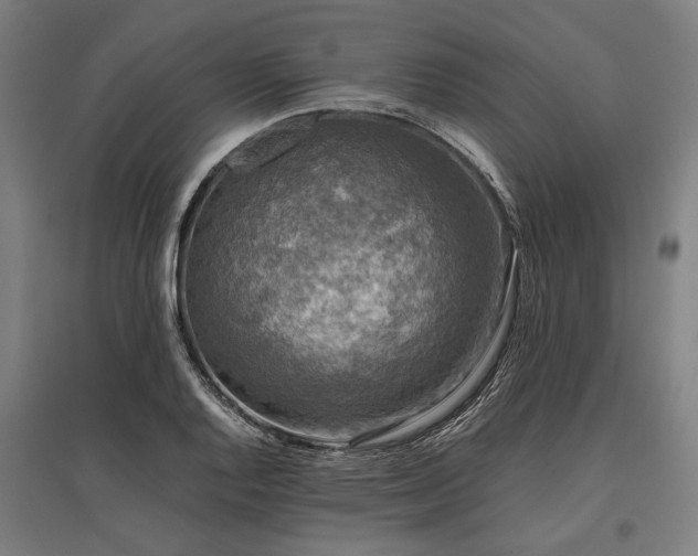 X0000096161128200801181219