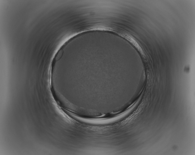 X0000096161132200801181219