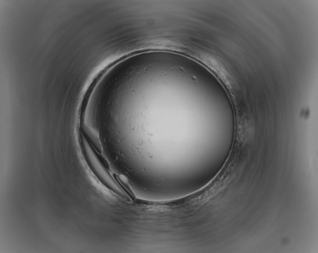 X0000096161136200801181219