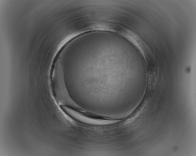 X0000096161141200801181219