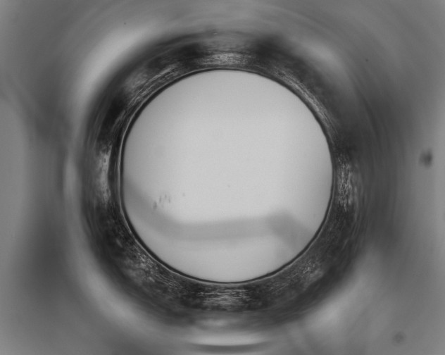 X0000096161150200801181219