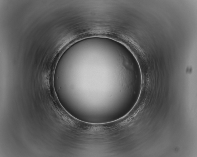 X0000096161162200801181218