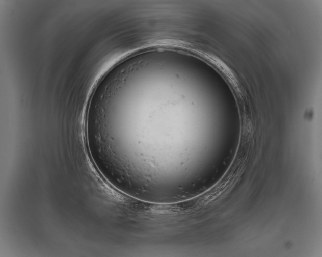 X0000096161199200801181218