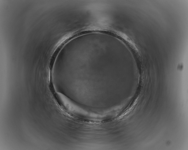 X0000096161221200801181217