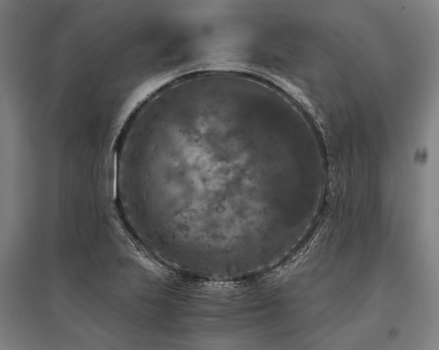 X0000096161223200801181217