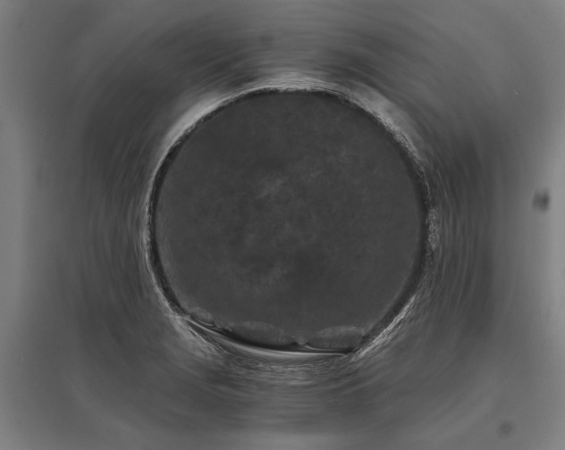 X0000096161229200801181217