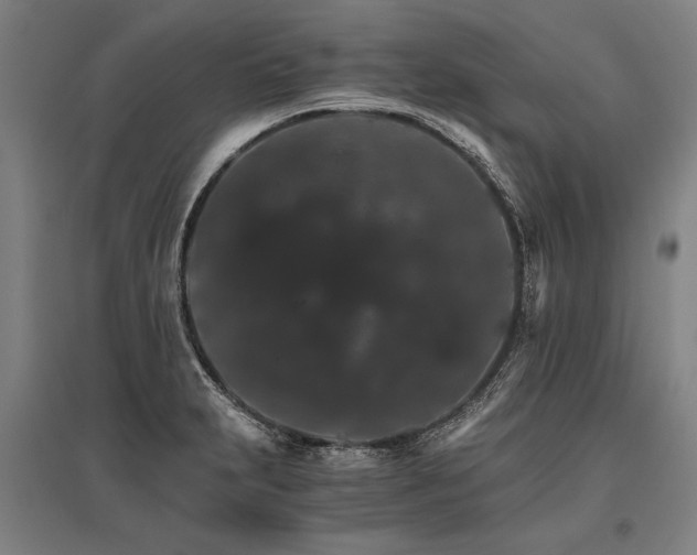 X0000096161231200801181217