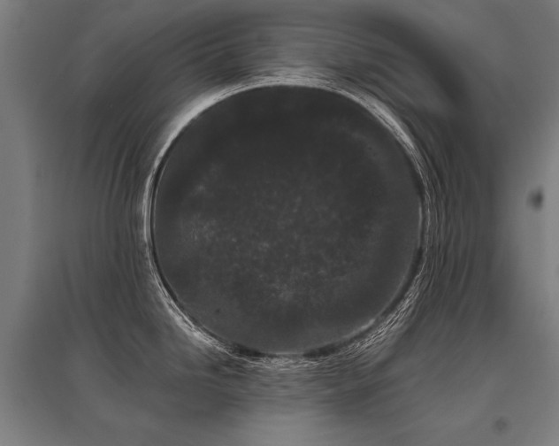 X0000096161246200801181218
