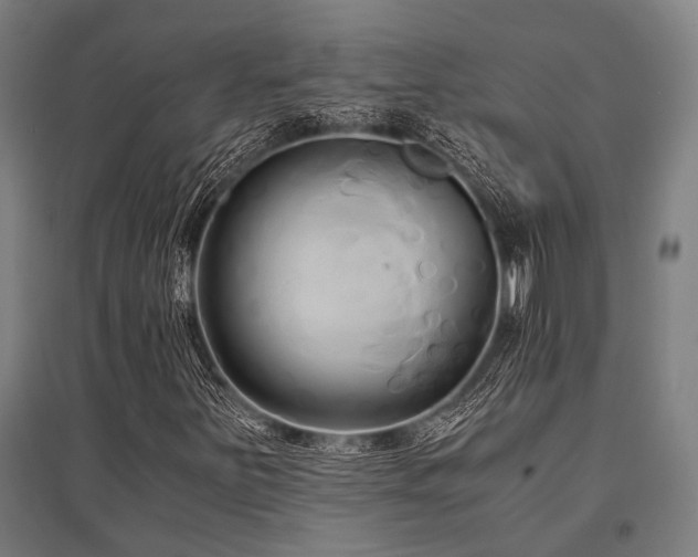 X0000096161251200801181217