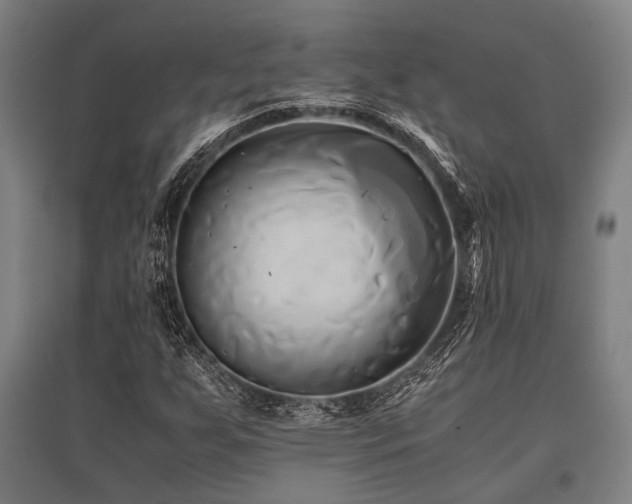 X0000096161255200801181217