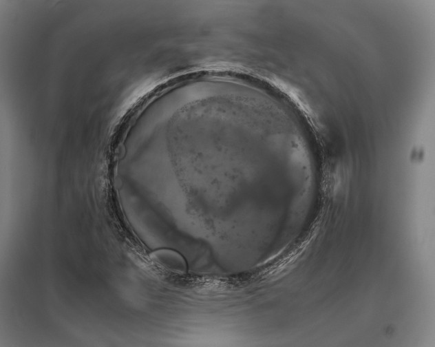 X0000096161263200801181217
