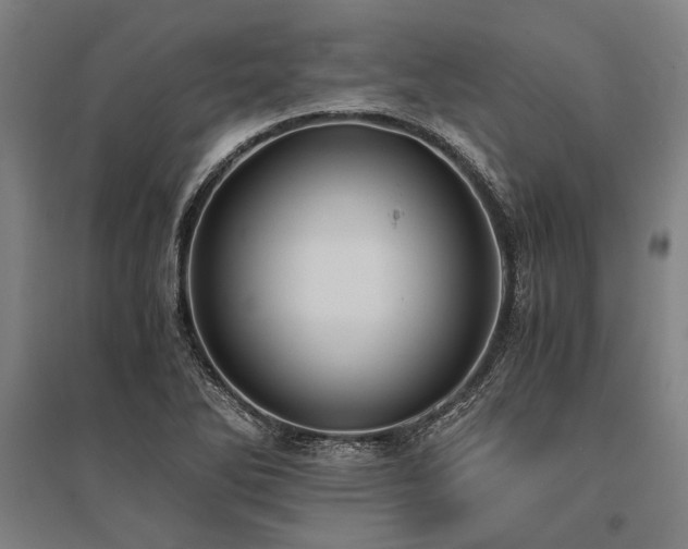 X0000096161270200801181217