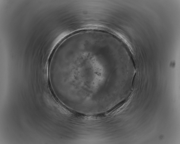 X0000096161275200801181216