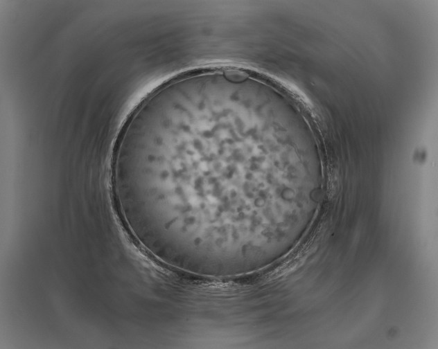 X0000096161279200801181216
