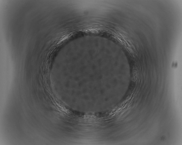 X0000096161297200801181216