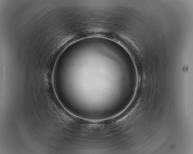 X0000096161305200801181216