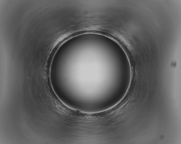 X0000096161308200801181216