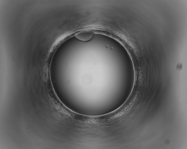 X0000096161358200801181215