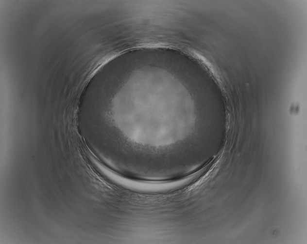 X0000096161361200801181215