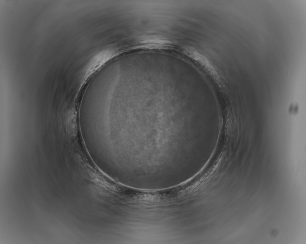 X0000096161362200801181215