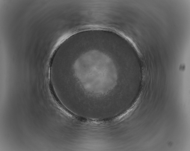 X0000096161365200801181215