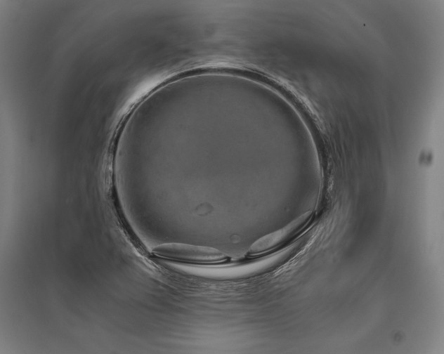 X0000096161367200801181215