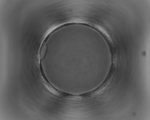 X0000096161372200801181215