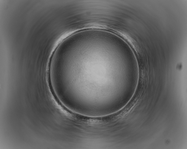 X0000096161379200801181215