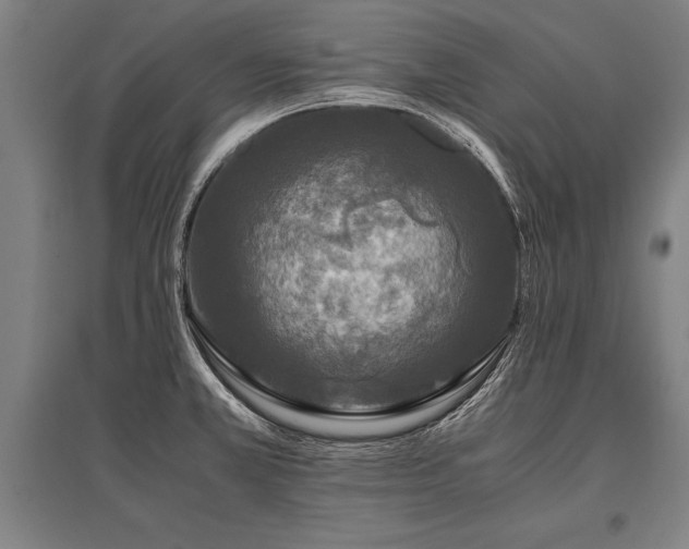 X0000096161381200801181215