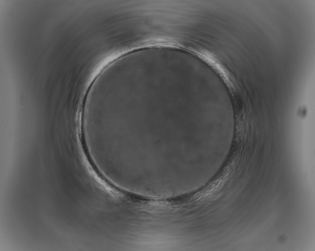 X0000096161383200801181215