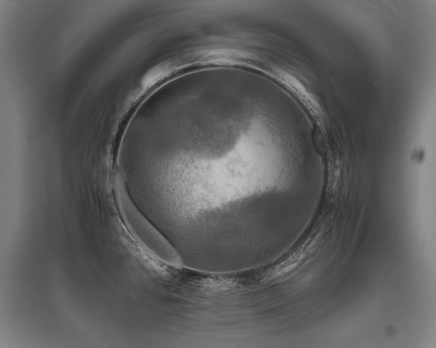 X0000096161384200801181215