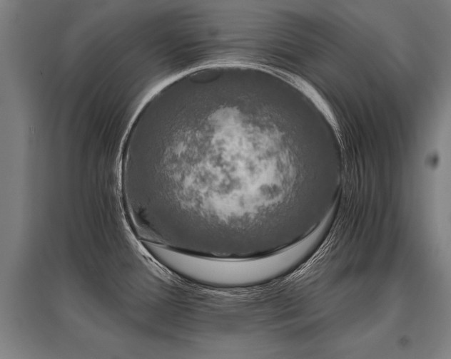 X0000096161388200801181215