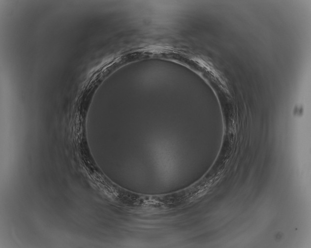 X0000096161398200801181214