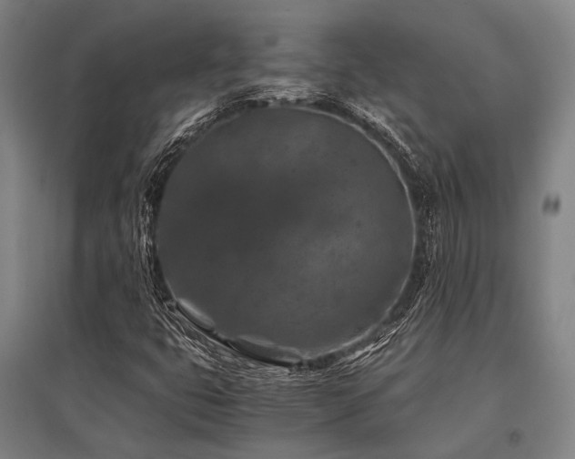 X0000096161399200801181214