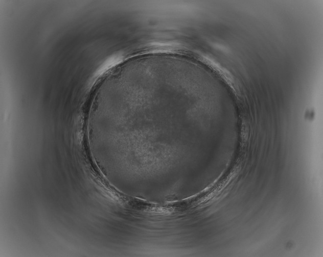 X0000096161411200801181214