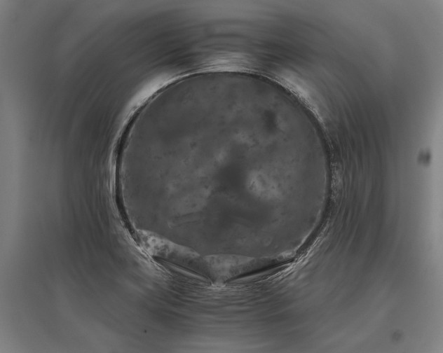 X0000096161419200801181215