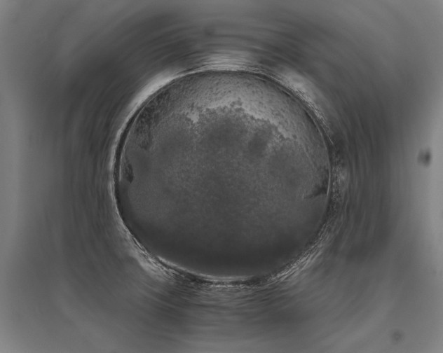 X0000096161427200801181215