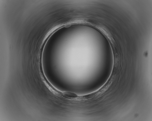X0000096161438200801181215