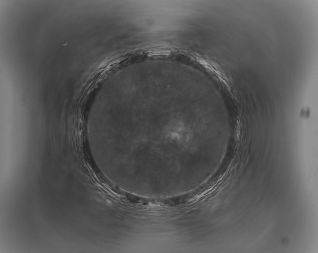 X0000096161445200801181214
