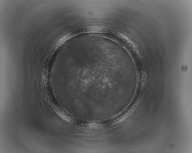 X0000096161449200801181214