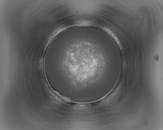X0000096161481200801181214