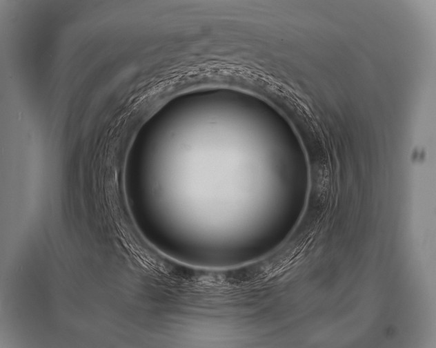 X0000096161489200801181213