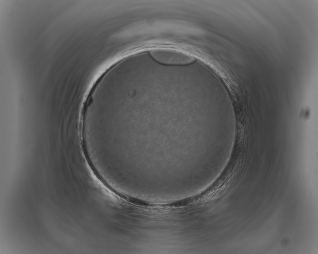 X0000096161527200801181213